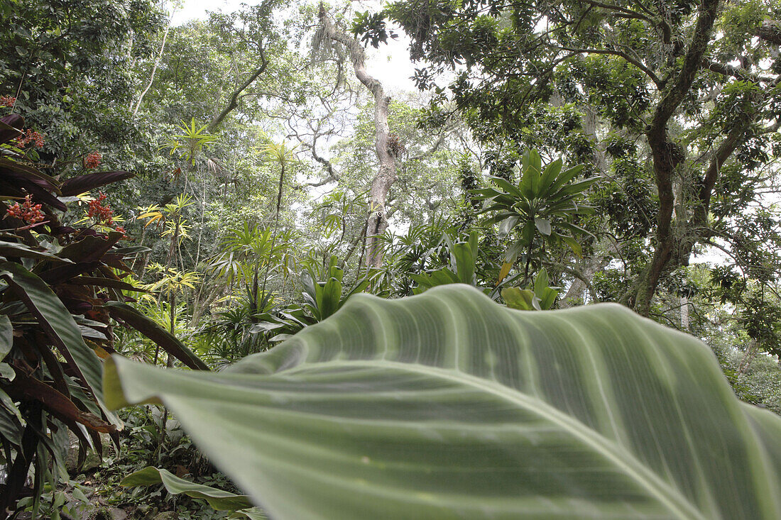 Jardim Botanico, Botanischer Garten, tropischer Park in Rio de Janeiro, Brasilien