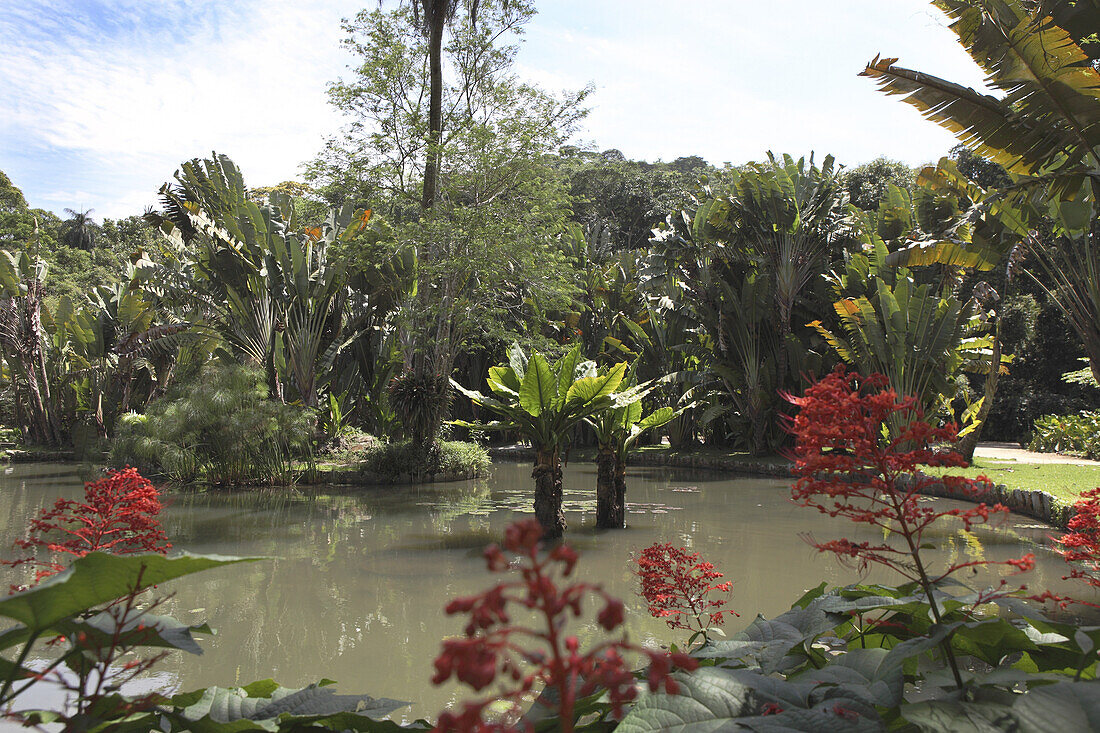 Jardim Botanico, Botanical Garden, tropical park in Rio de Janeiro, Brazil