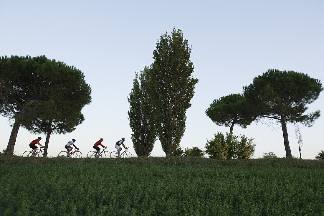 Group of cyclists at pine tree alley in the evening, Marche, Italy, Europe