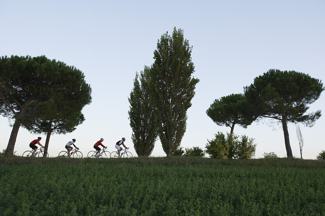 Radfahrergruppe in Pinienalle am Abend, Marken, Italien, Europa