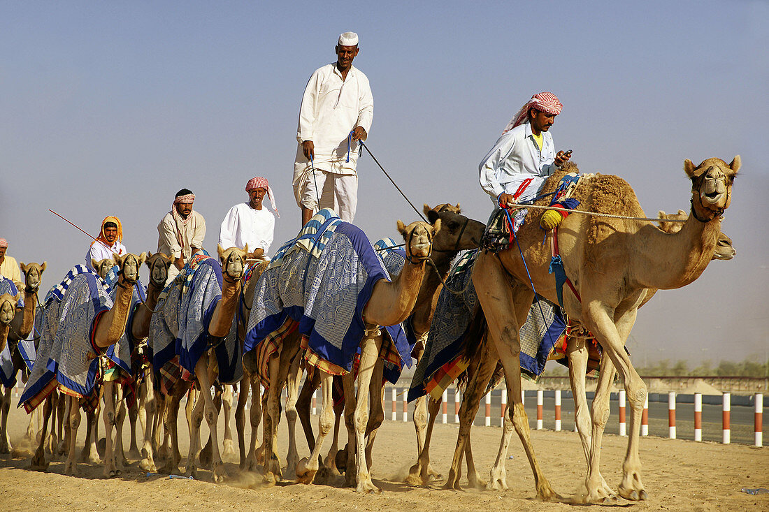 Camel race at Marmoun, Dubai, UAE  United Arab Emirates)