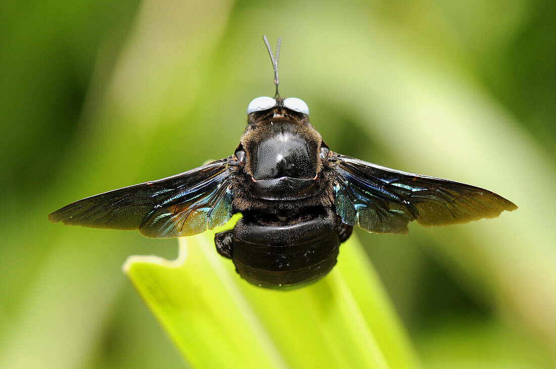 Bumblebee. Sri Lanka