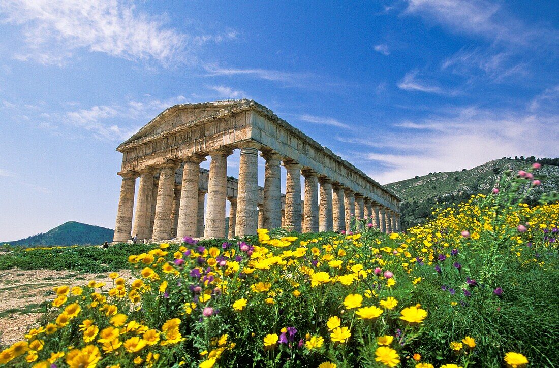 Spring at Segesta, Sicily, Italy  Doric temple built by Elymian people 430-420 BCE, lit by late afternoon sun with blue sky and white clouds  Yellow, wild chrysanthemums in the foreground  province of Trapani