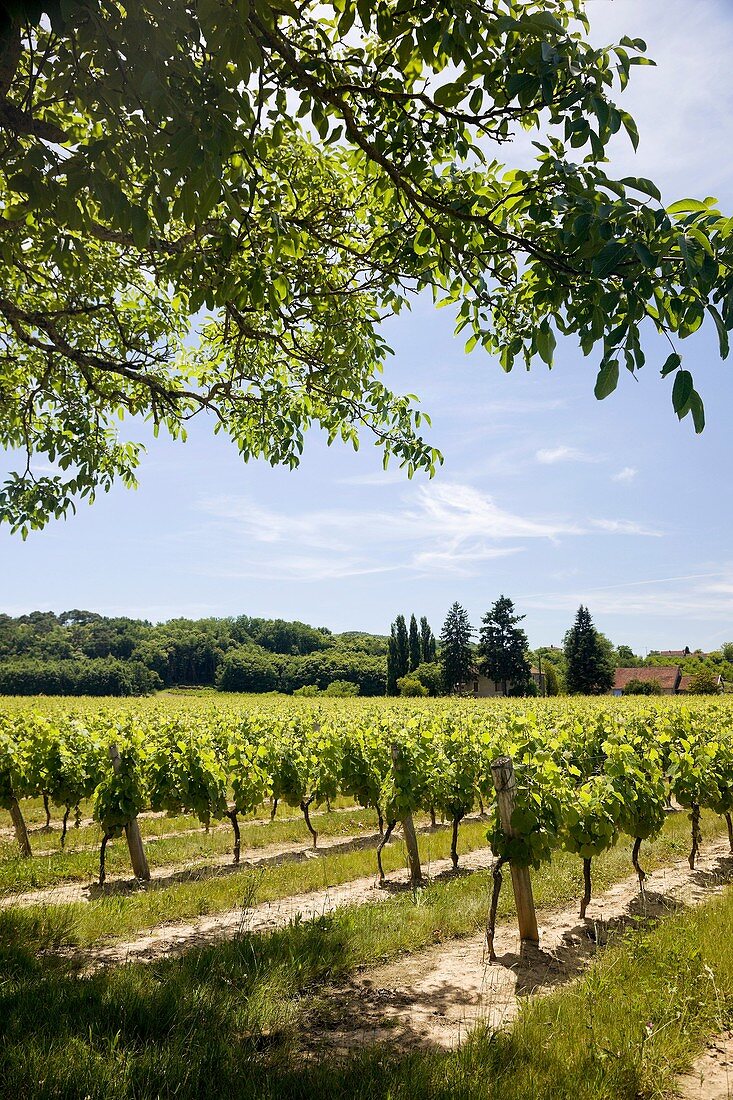 Vineyard  Vire sur Lot  Cahors, France