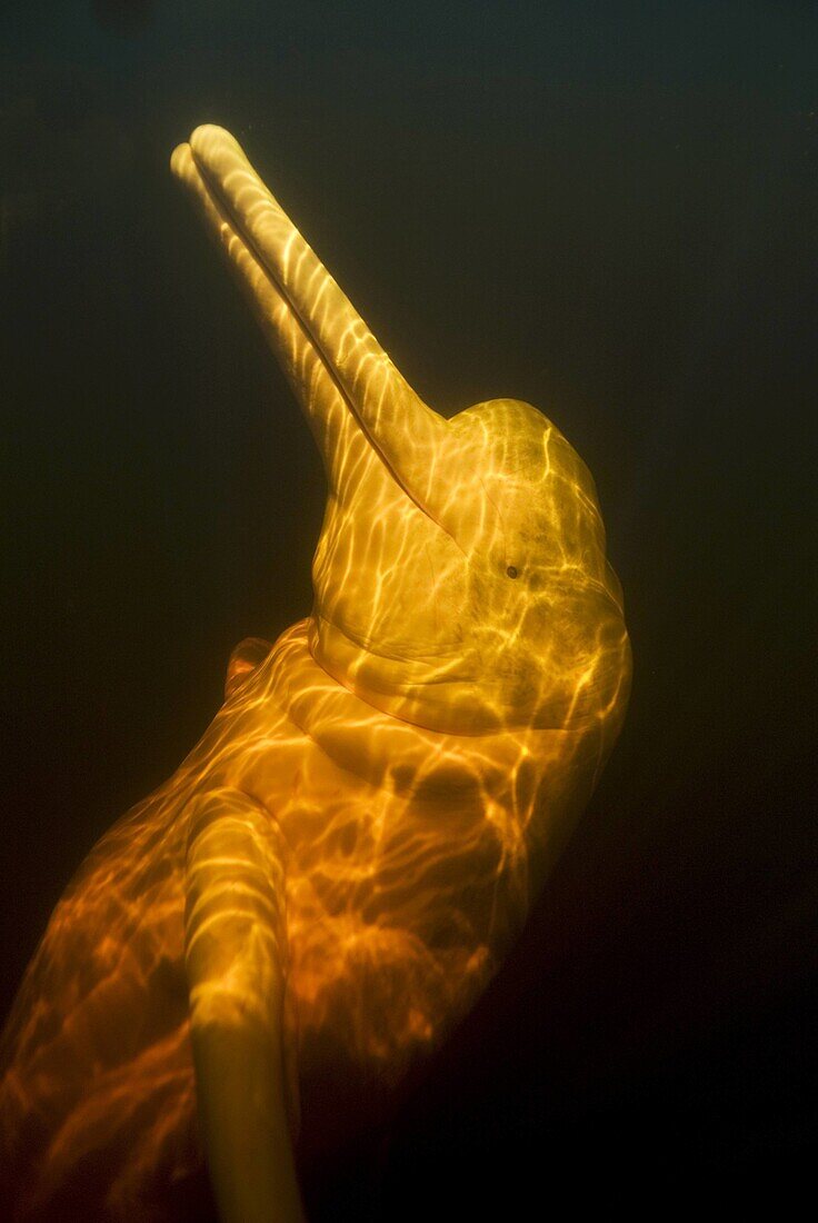 Amazon River Dolphin or Boto Inia geoffrensis Underwater, Rio Negro, Amazon, Brazil