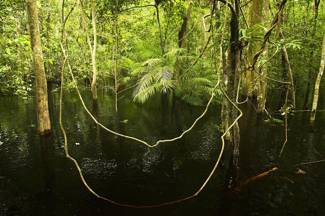 Vines in Flooded Forest, Rio Negro, Amazonia, Brazil