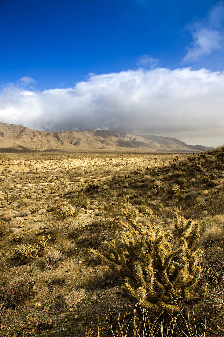 Landscape, Anza-Borrego Desert State Park, California, USA