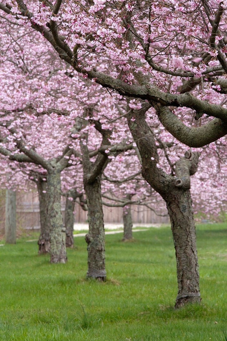 USA, New York, Long Island, The Hamptons, Amagansett, cherry trees in the spring
