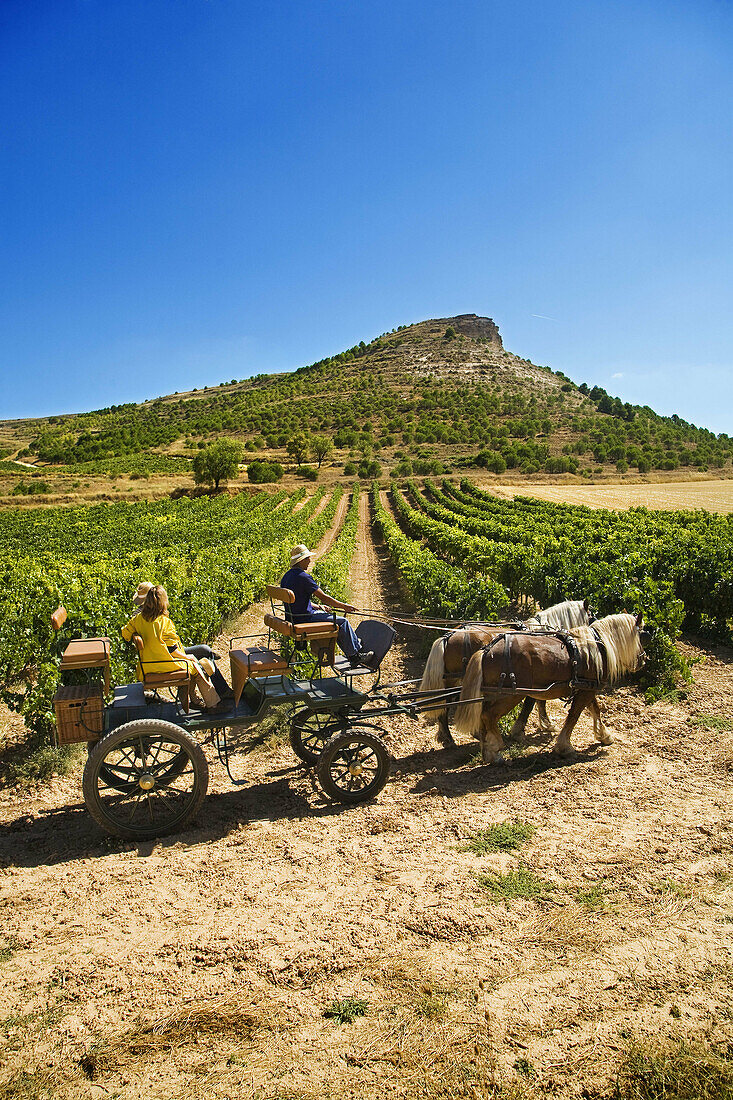 Driving calash in Comenge winery vineyards in the Ribera del Duero wine region. Curiel de Duero, Valladolid province, Castilla-Leon, Spain