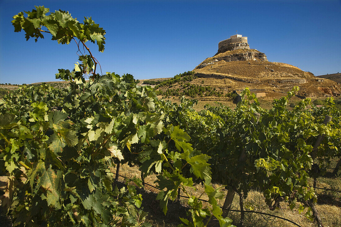Comenge winery vineyards in the Ribera del Duero wine region with castle in background. Curiel de Duero, Valladolid province, Castilla-Leon, Spain
