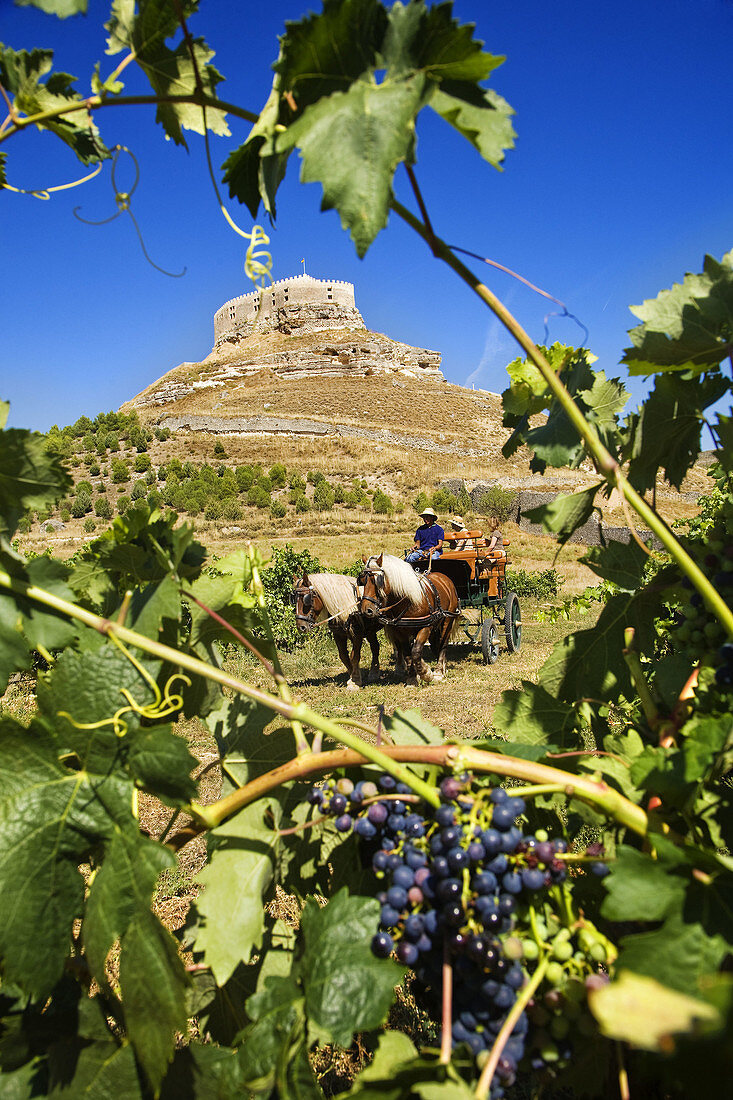 Driving calash in Comenge winery vineyards in the Ribera del Duero wine region, castle in background. Curiel de Duero, Valladolid province, Castilla-Leon, Spain
