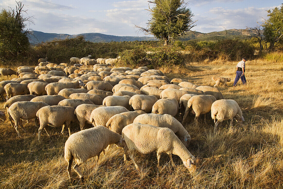 Flock grazing in a meadow between Hervas and Zarza de Granadilla. Silver Route, Caceres province, Extremadura, Spain