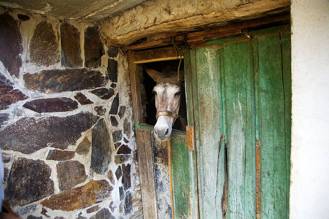 Horse, Asegur. Las Hurdes, Caceres province, Extremadura, Spain