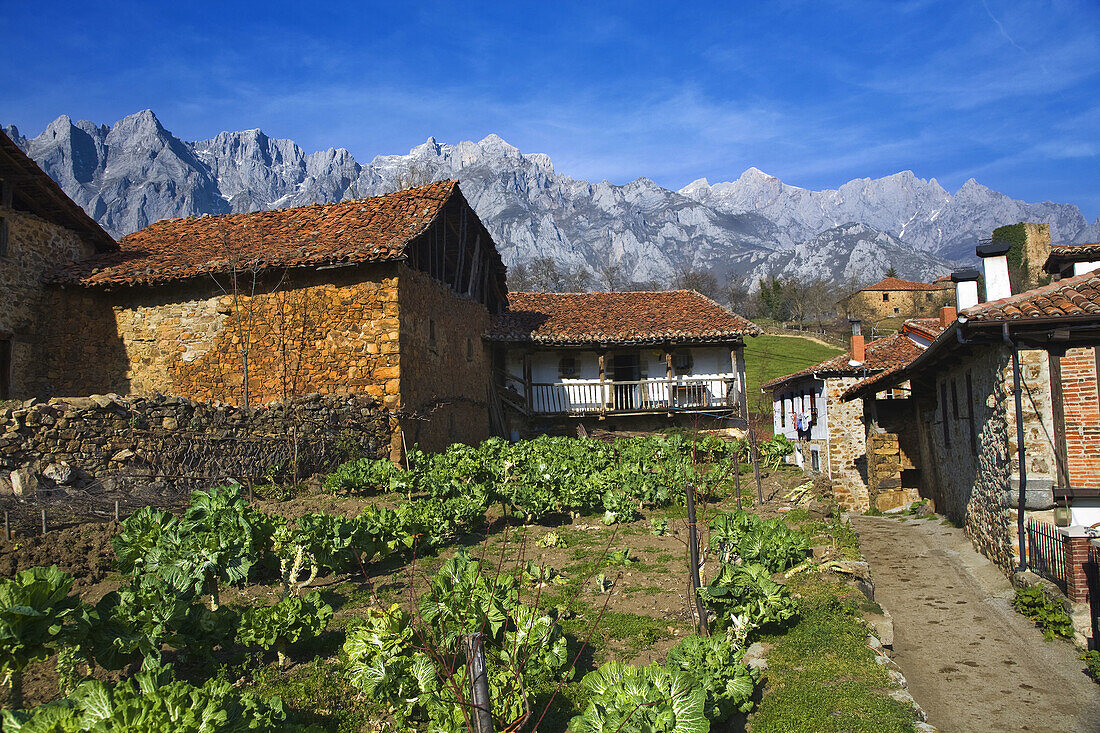 Mogrovejo, valley of Liebana, east massif of Picos de Europa National Park, Cantabria, Spain