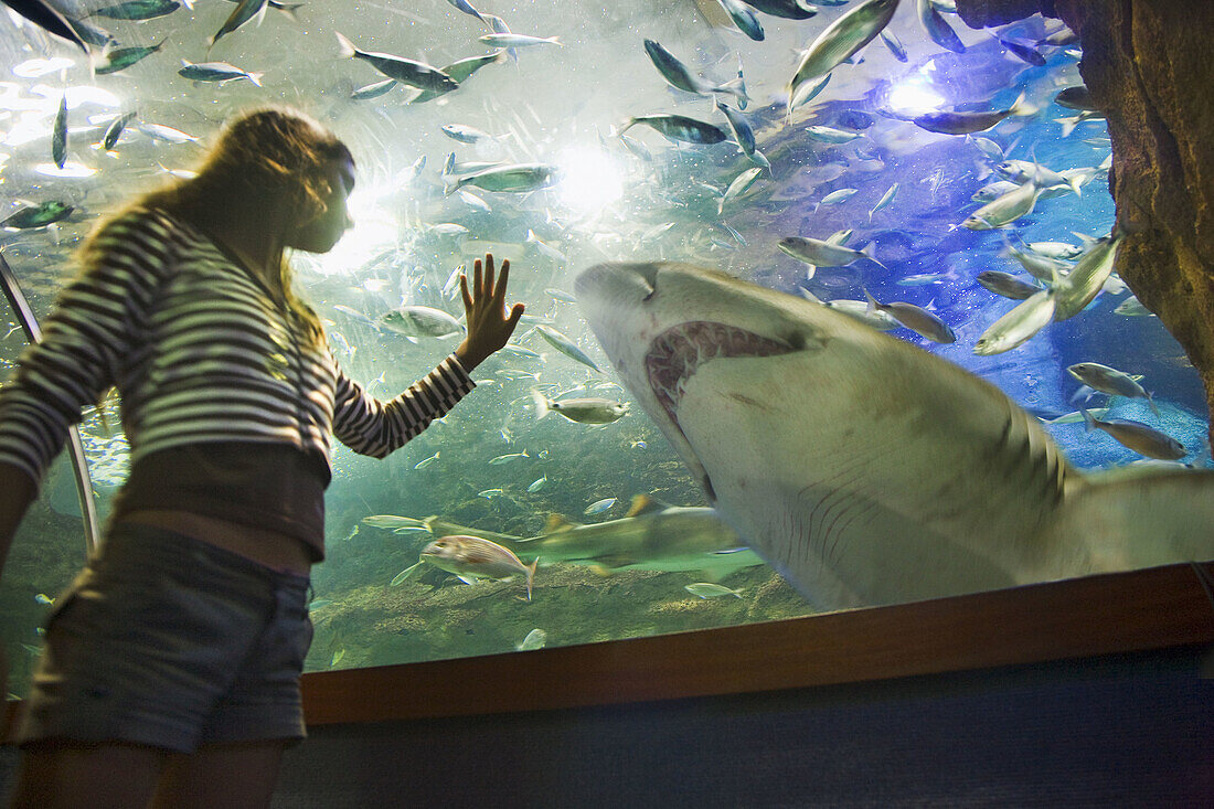 Girl looking at shark in Palacio del Mar aquarium, San Sebastian, Guipuzcoa, Basque Country, Spain