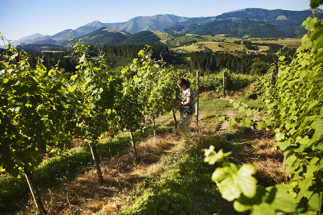 Beldio Txakolina winery vineyards, Llodio. Alava, Basque Country, Spain
