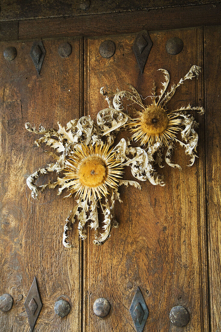 Eguzki-lore dried thistle flower on the Ethnographic Museum door, Zerain, Goierri, Guipuzcoa, Basque Country, Spain