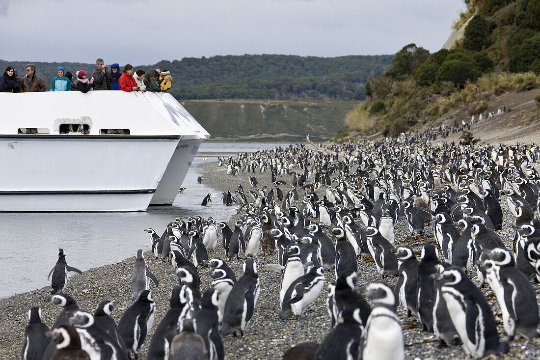 Penguins at Martillo Island  near Ushuaia), Tierra del Fuego, Argentina  March 2009)