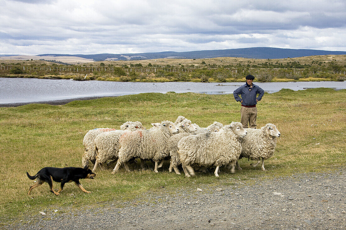 Herd and its trained dog, Cerro Negro ranch, Chilean Patagonia, Chile  March 2009)