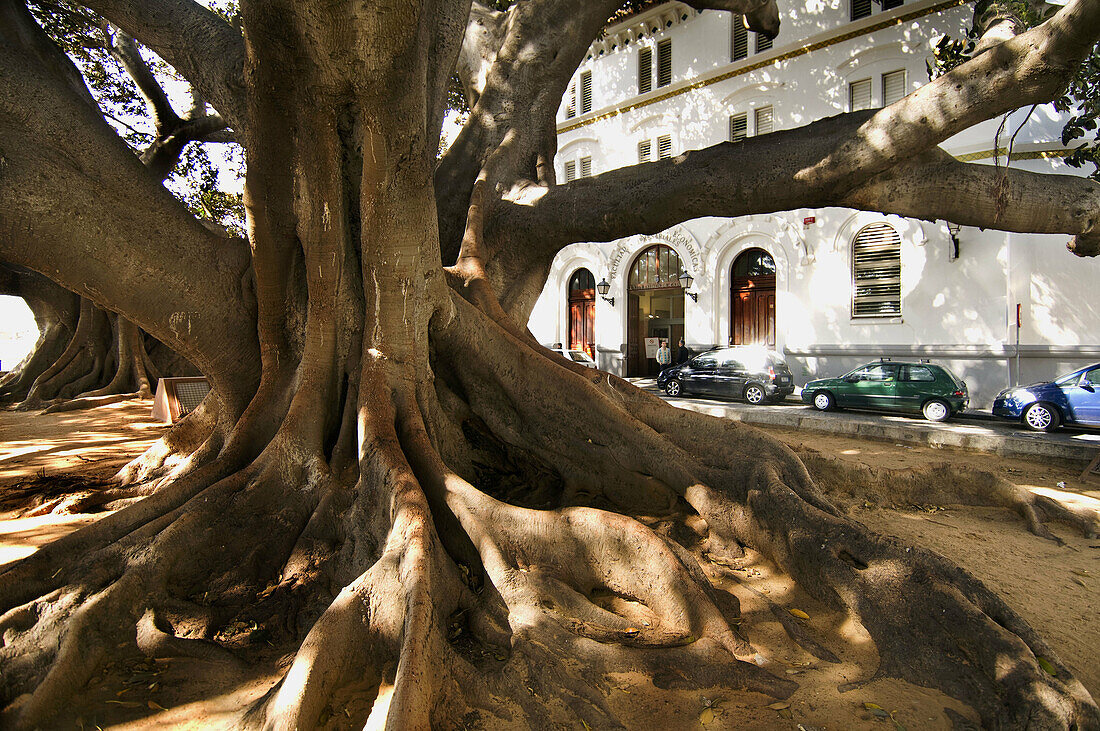 Thousand-year-old tree, Cadiz. Andalusia, Spain