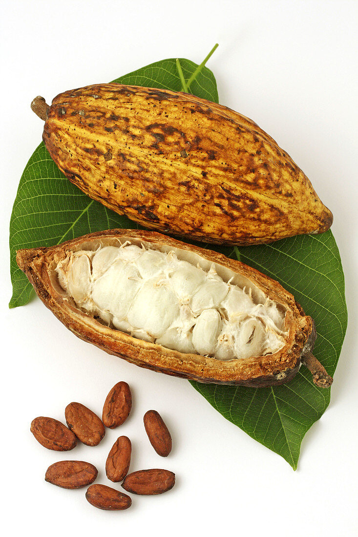 Cocoa fruit still life  Theobroma cacao)