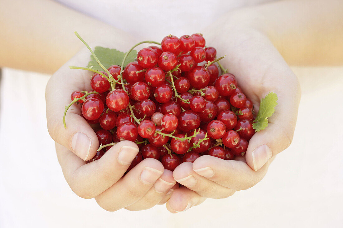 Red currants