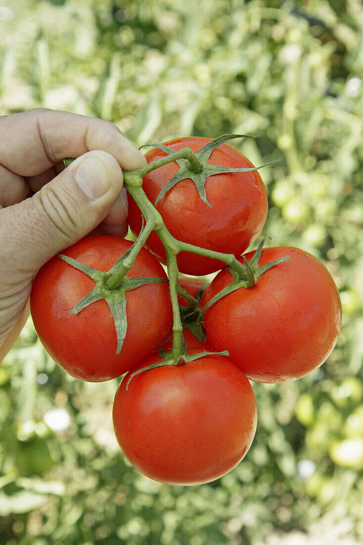 Harvesting tomatoes in kitchen garden