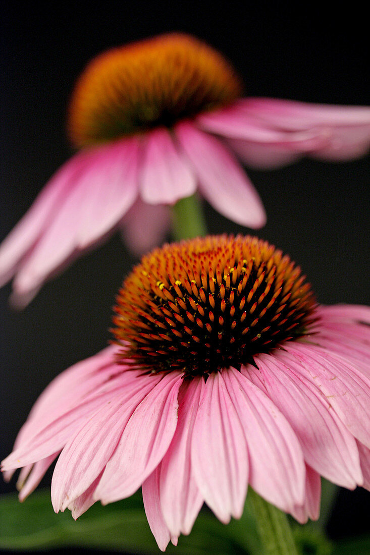 Purple coneflowers  Echinacea purpurea)