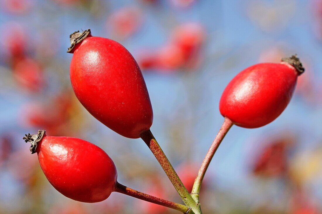 Rose hips