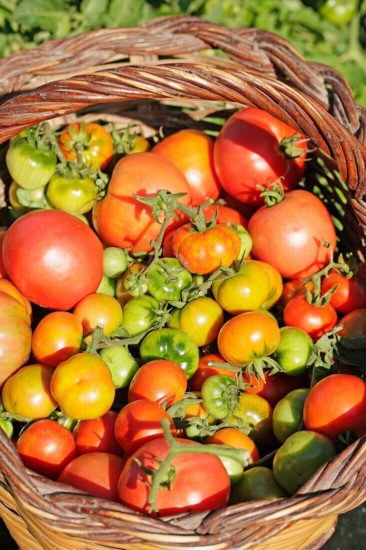 Harvesting tomatoes.