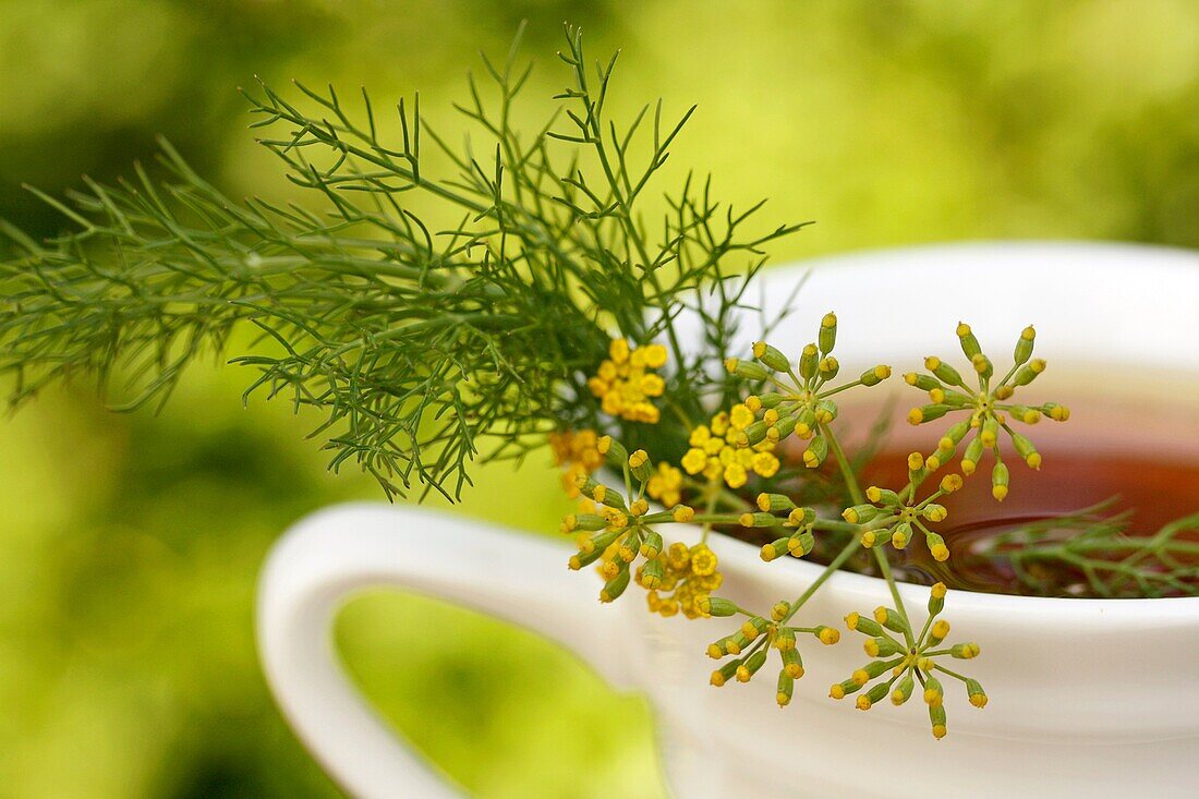 Fennel infusion  Foeniculum vulgare)