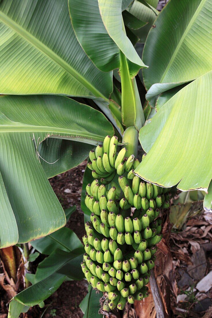 banana tree and banana fruit on tree on the island of Madeira, Portugal, Europe.