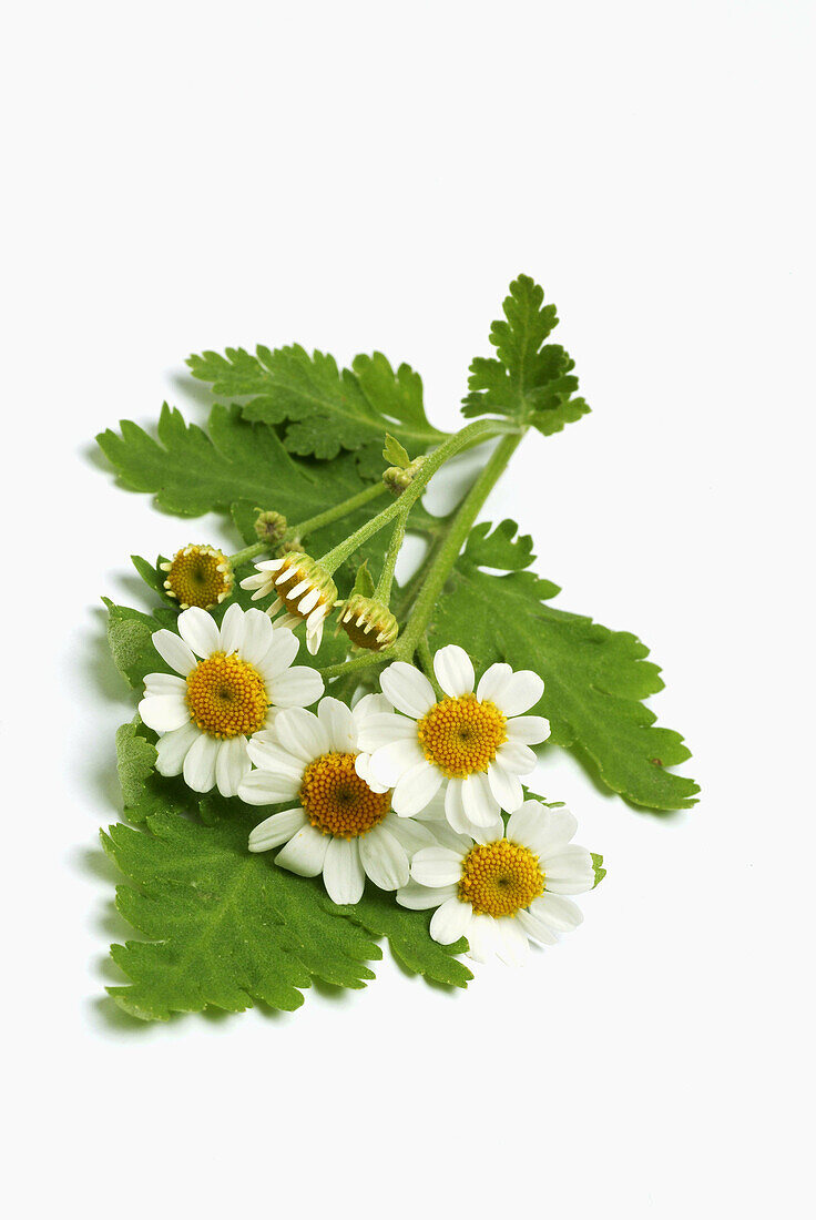 Blossoms of the medicinal plant, Mutterkraut, Fieberkraut, Feverfew, Chrysanthemum parthenium, Tanacetum parthenium