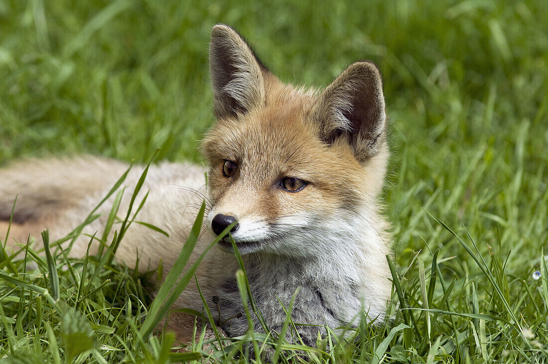 Red Fox  Vulpes vulpes) cub