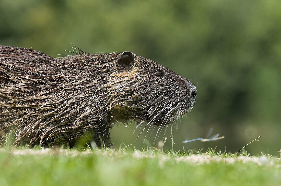 Coypu  Myocastor coypus)