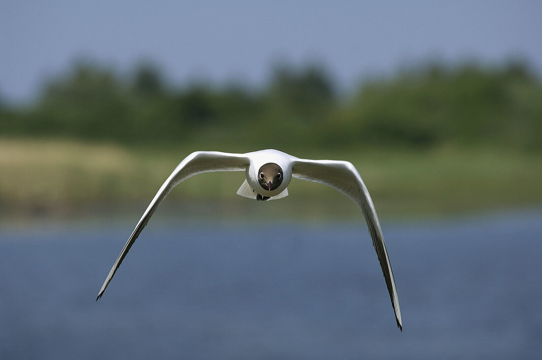 Black-headed Gull  Larus ridibundus) in flight