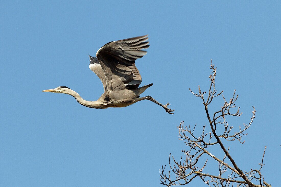 Heron cendre - Grey Heron - Ardea cinerea