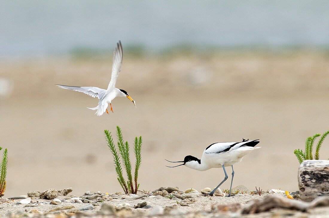Pied Avocet  Recurvirostra avosetta) and Little Tern  Sterna albifrons)