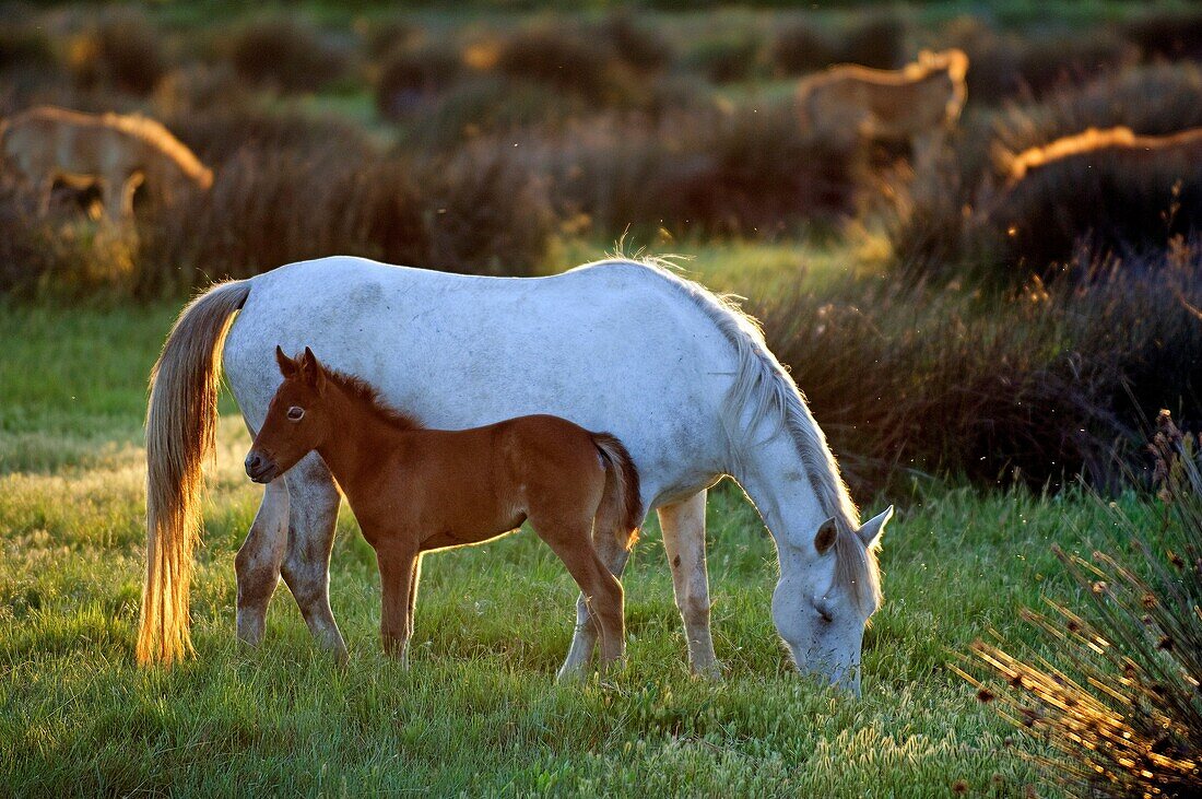 Cheval Camargue - poulain et jument - Wild Horse of Camargue - foal and mare - Equus caballus