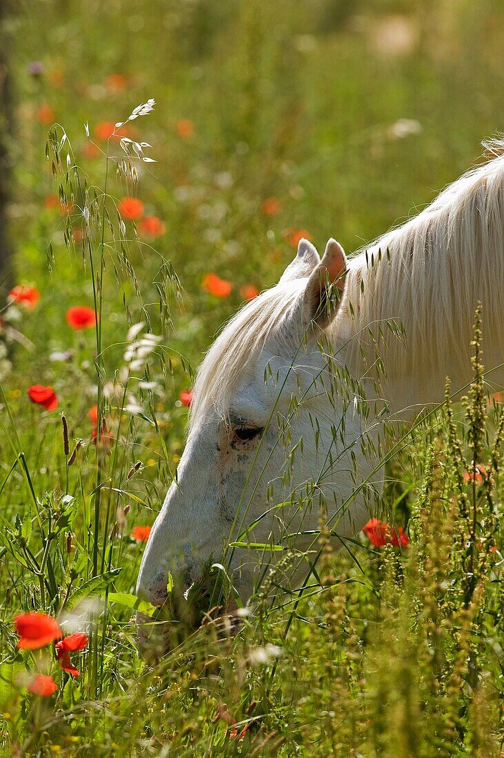 Wild horse of Camargue,cheval Camargue,France,Equus caballus
