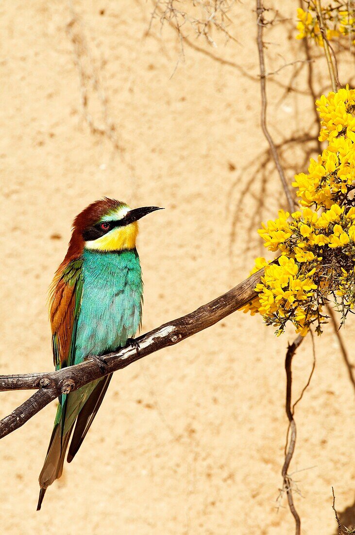 European Bee Eater  Merops apiaster)