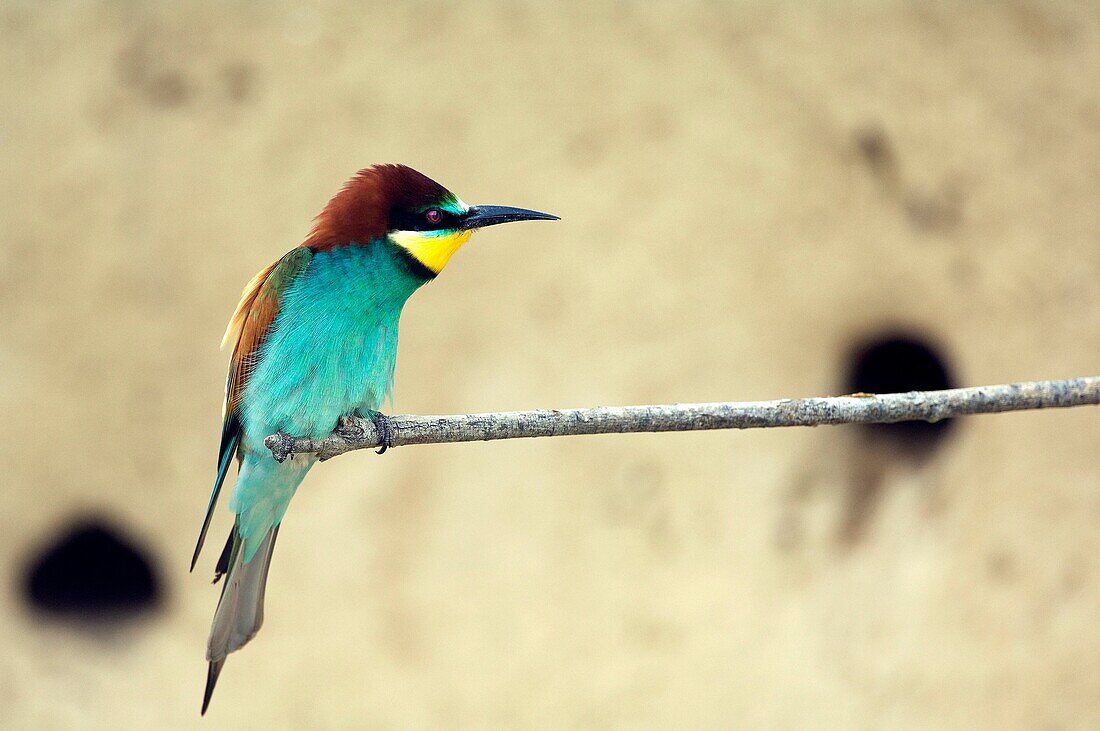 European Bee Eater  Merops apiaster)