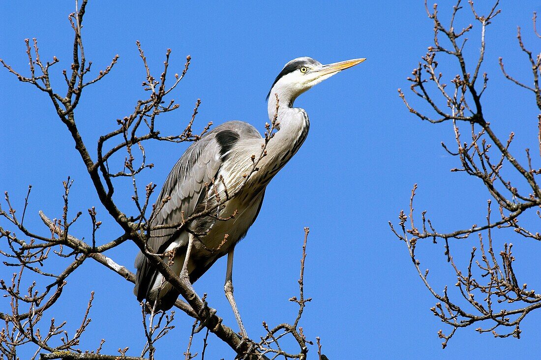 Heron cendre - Grey Heron - Ardea cinerea