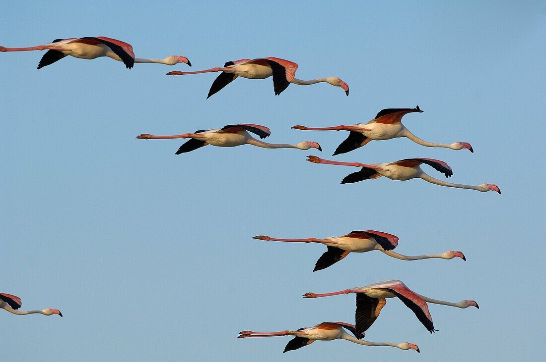 Flamant rose - Great Flamingo - Phoenicopterus ruber