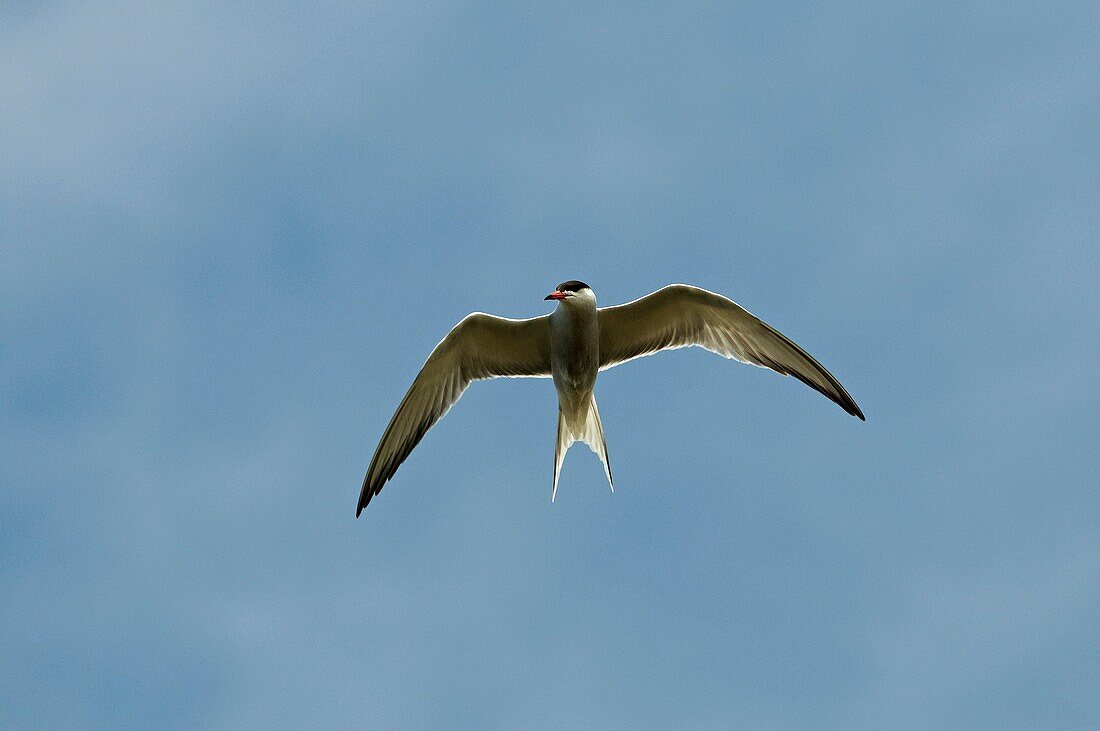 Sterne Pierre Garin - Hirondelle de mer - Common Tern - Sea Swallow - Sterna hirundo