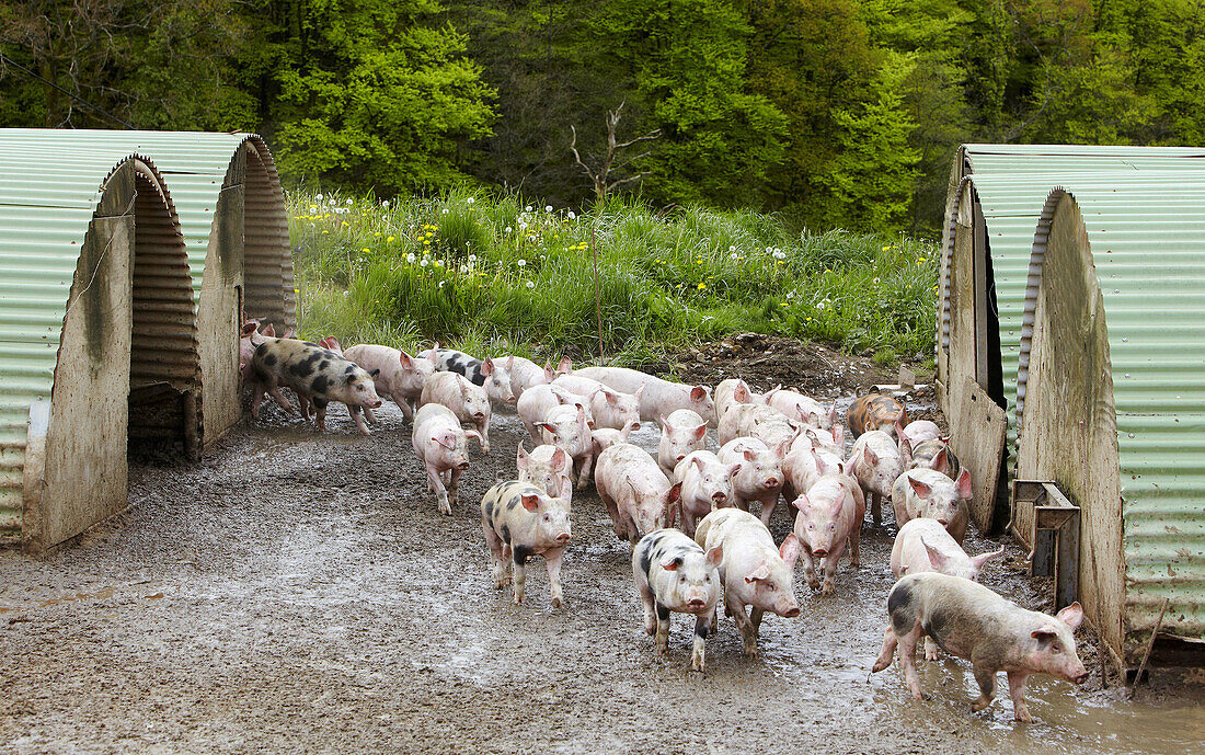 Schweinezucht, Beizama, Guipuzcoa, Baskenland, Spanien