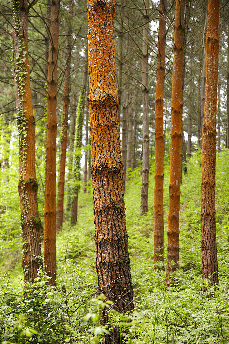 Pine forest near Azkoitia, Guipuzcoa, Basque Country, Spain