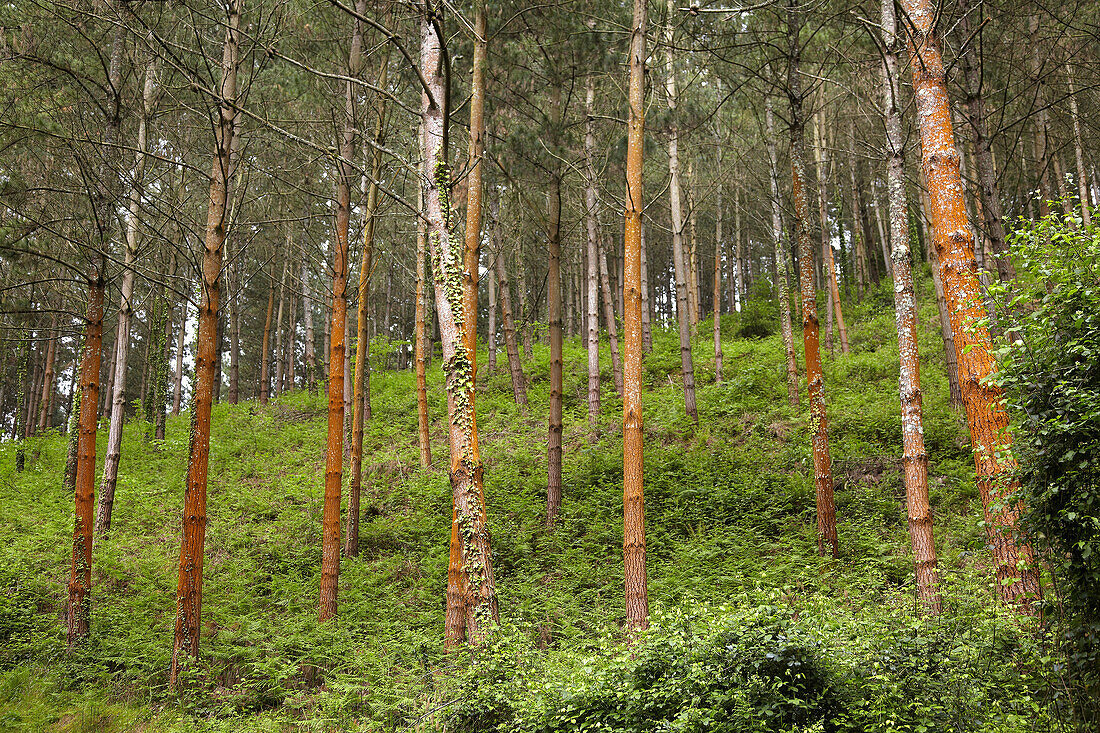 Kiefernwald bei Azkoitia, Guipuzcoa, Baskenland, Spanien