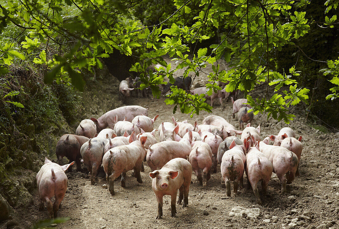 Schweine, Beizama, Guipuzcoa, Baskenland, Spanien