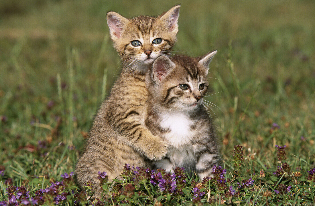 two young kittens playing in grass